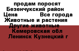 продам поросят .Безенчукский район  › Цена ­ 2 500 - Все города Животные и растения » Другие животные   . Кемеровская обл.,Ленинск-Кузнецкий г.